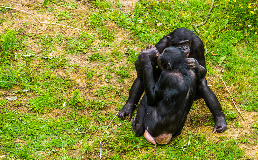 Cặp Vợ Chồng Bonobo Thân Mật Với Nhau Hành Vi Vượn Xã Hội Của Con Người  Tinh Tinh Lùn Specie Linh Trưởng Có Nguy Cơ Tuyệt Chủng Từ Châu Phi Hình ảnh