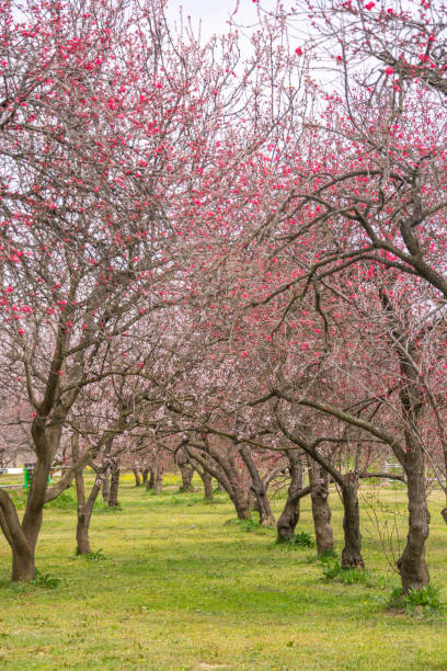 istock View of Cherry and peach blossom trees Chikuma River Park 1179622702