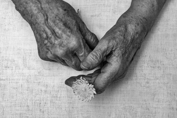 Old woman hands holding fresh dandelion flower