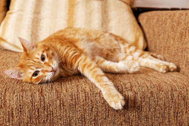 Ginger domestic cat lying on her side on the sofa. Shallow focus.