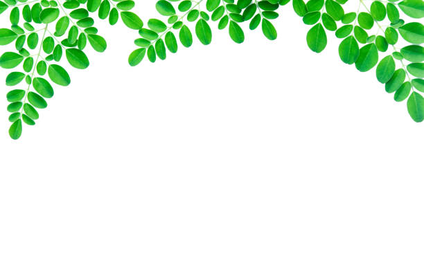istock Twig with fresh green leaves frame isolated on white background with clipping path. 1179624379