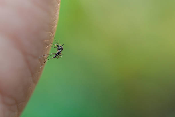 Close up mosquito sucking blood from human skin Close up mosquito sucking blood from human skin insect macro fly magnification stock pictures, royalty-free photos & images