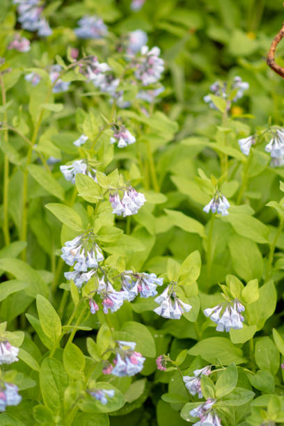 istock Closeup of Flowers 1179625404
