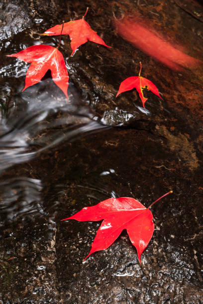 Small beautiful waterfall on a tiny creek. Autumn vibrant colors. Leaves in the water, long exposure photography, dreamy blurred water.
