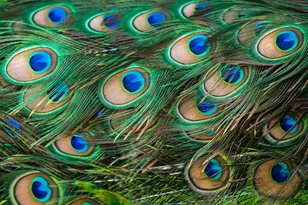 istock Close-up shot of elegant Peacock feathers. 1179626197