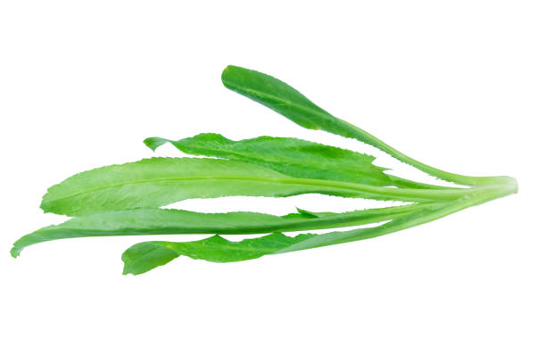 istock Culantro isolated on white background with clipping path 1179626202