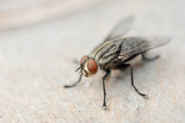 macro colpo di mosca. mosca in casa dal vivo - mosca domestica foto e immagini stock