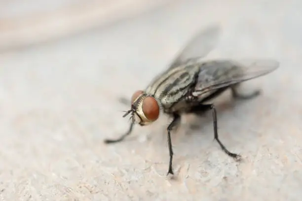 Photo of Macro shot of fly. Live house fly