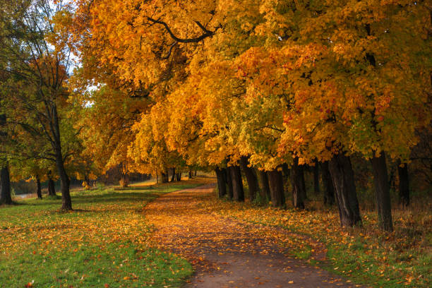 istock Alley in autumn Park. 1179627509