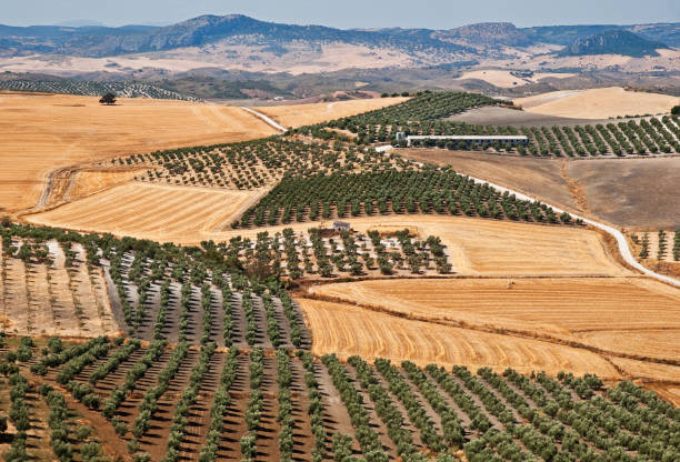 Large olive tree garden