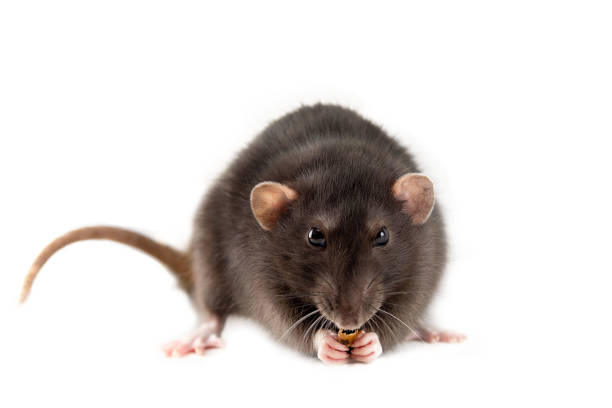 rat isolated stock photo