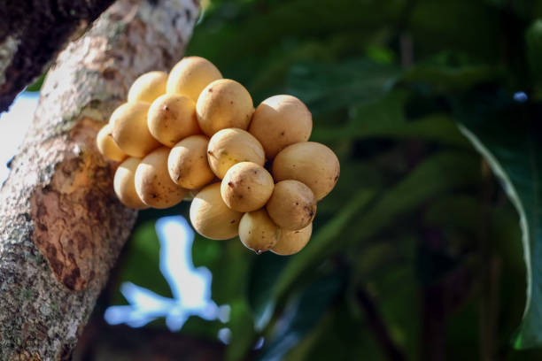 istock Fresh Wollongong on tree in fruit garden. 1179629140