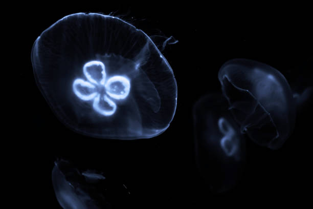 istock Blue jellyfish swim under water 1179629421