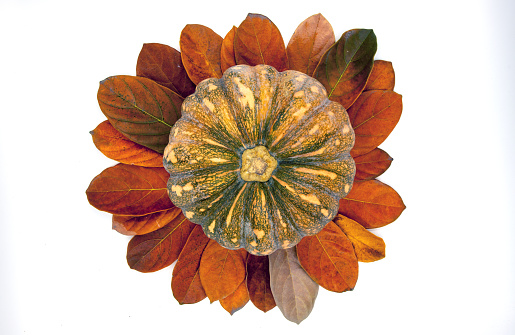 Yellow pumpkin in orange leaf, top view photo on white background. Fall season flat lay with orange leaves and ripe squash. Thanksgiving banner template. Vibrant foliage decor. Autumn garden harvest