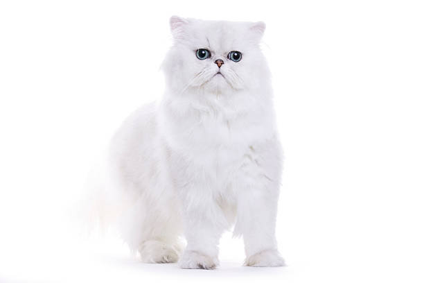 istock White cat, chinchilla persian 117962996