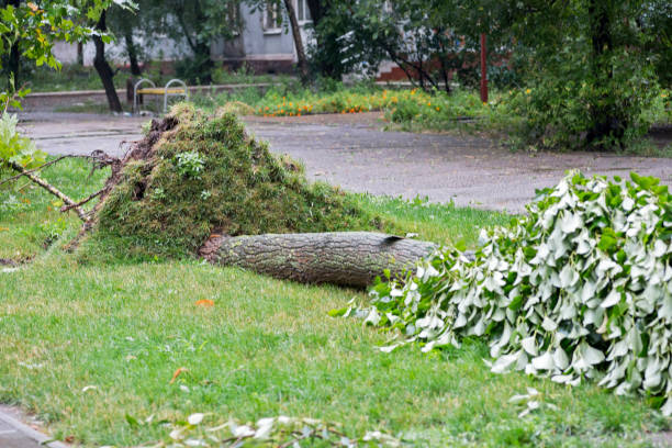 istock Storm damage. Fallen tree after a storm. Tornado storm damage causes a large mature tree to be broken and fell on the ground 1179630787