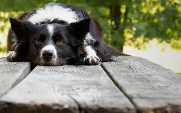 A Close up of a cute and funny border collie puppy lying on the wooden table