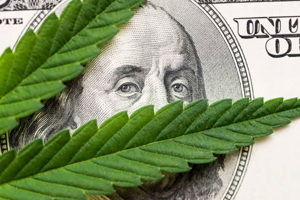 Leaf of marijuana in cash hundred dollar bills. A sheet of marijuana for money, dollars and cannabis, a legal and black market business Leaf of marijuana in cash hundred dollar bills. A sheet of marijuana for money, dollars and cannabis, a legal and black market business. legalization photos stock pictures, royalty-free photos & images
