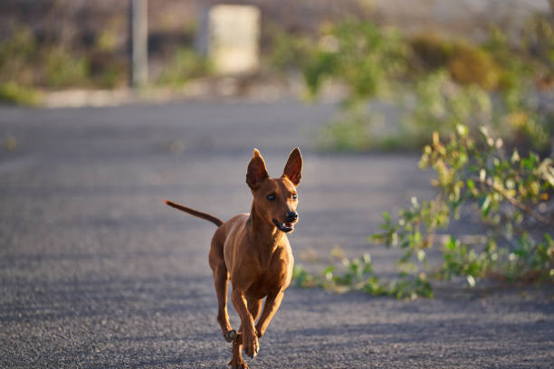 istock pincher dog running 1179631424
