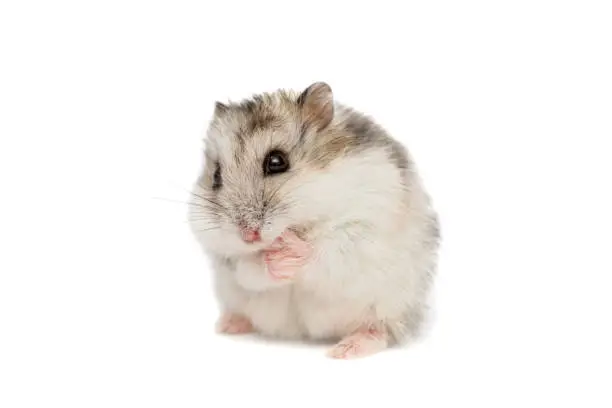 Syrian hamster on a white background . Small Jungar hamster on a white background.
