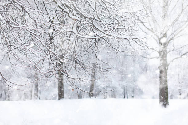 istock Winter landscape. Forest under the snow. Winter in the park. 1179631609