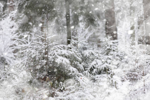 istock Winter landscape. Forest under the snow. Winter in the park. 1179631759