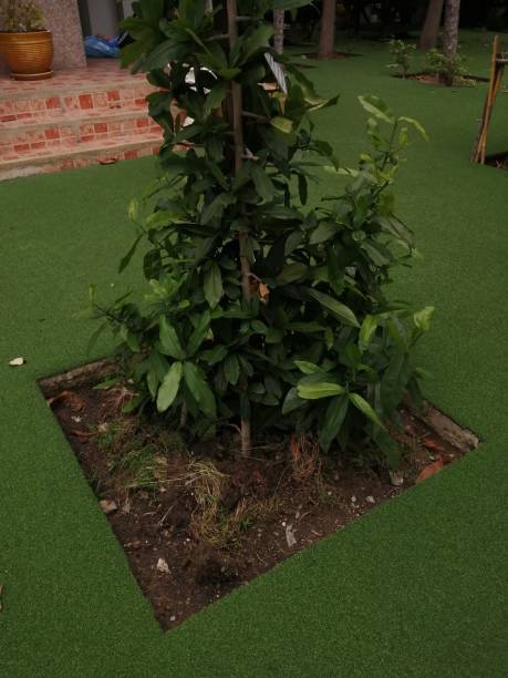 istock Trees in the garden 1179631913