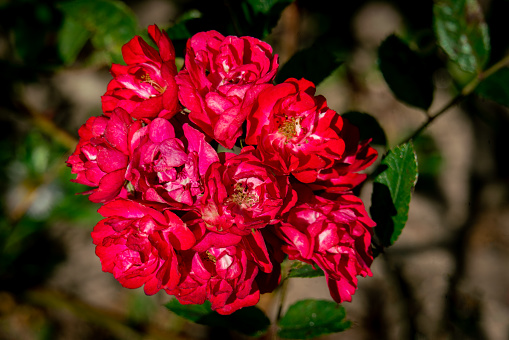 Colorful close up of a red Alberich german rose in bright sunshine with a green bokeh background