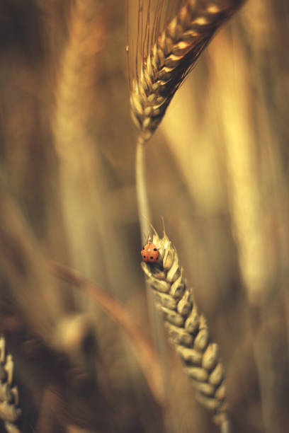 istock Ladybug on a field of wheat 1179633701