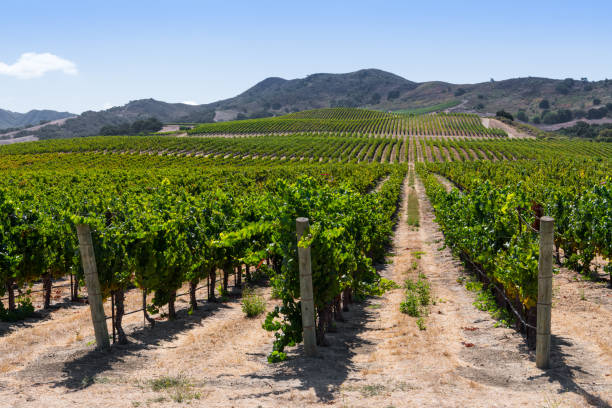 istock Rows of grapevines curve over hills into perspective 1179634390