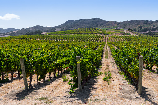 Rows of grapevines in vineyards curving over hills in the Santa Ynez Valley near Buellton, California