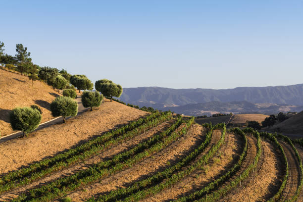 rows of grapevines curve along a hillside beneath a road bordered by olive trees - bordered imagens e fotografias de stock