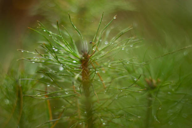istock Autumn macro close up on a wild field flower 1179634528