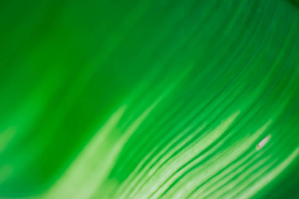 istock Abstract floral blurred background. Tropical palm leave backdrop 1179636173