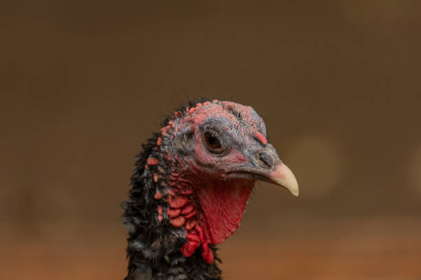 istock Turkey head detail with color nice background 1179637390