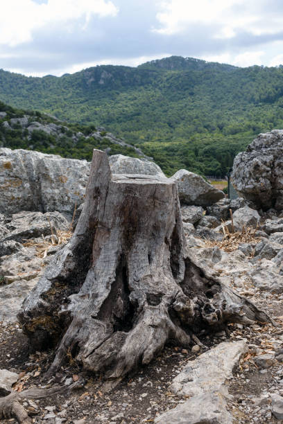 Big huge stump on a background of green forest. Deforestation is a global environmental problem in the world.