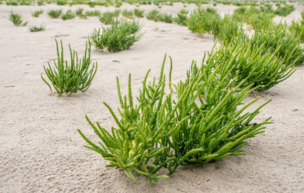 North Sea "Queller" plant on the Wadden Sea North Sea "Queller" plant on the Wadden Sea salicornia stock pictures, royalty-free photos & images