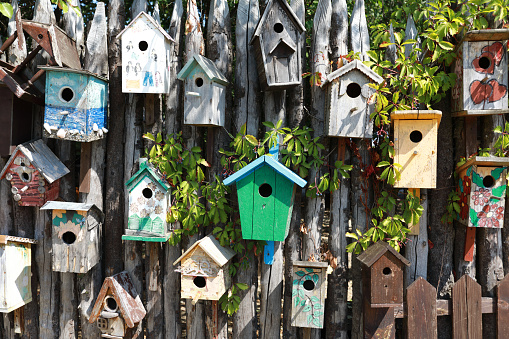 A beautiful little house wren sitting on a red birdhouse, feeding hungry babies. It has a grasshopper in its' beak. There are actually six babies inside the birdhouse! They build their nest in this little house every spring. Shot with a Canon 5D Mark lV.