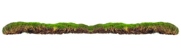 istock Green forest moss isolated on a white background 1179638000