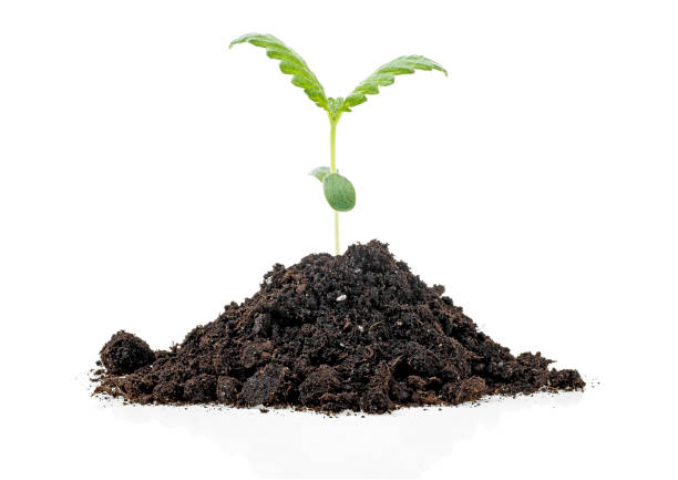 istock Small cannabis sprout growing from soil, white background. 1179638001