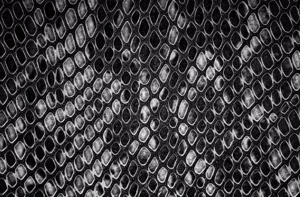 istock Reptile skin - black and white snake skin background 1179638038