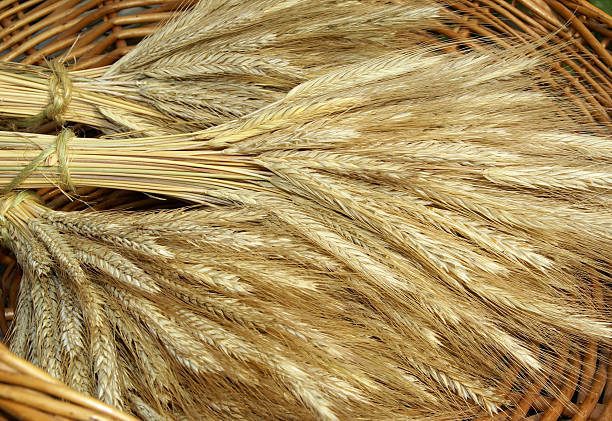 istock Sheaves of Grain 117963844