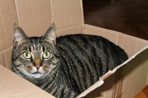 istock A cat in a box or packet. Cats love packaging. 1179638799