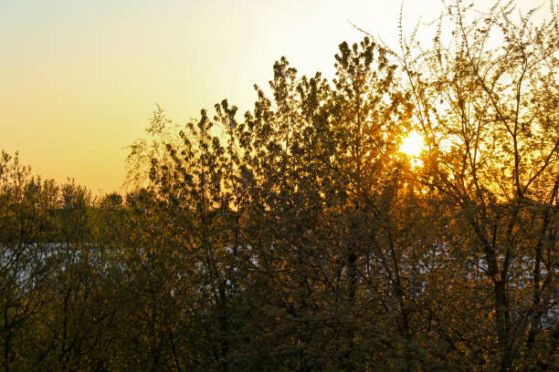 Sunset behind deciduous trees in northern Germany.