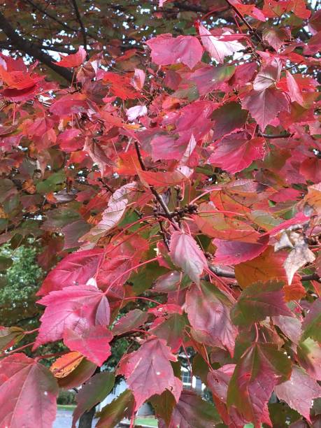 istock Fall Autumn season, orange and red 1179641221