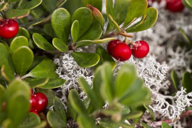 un plan rapproché des fruits de myrtille - bearberry photos et images de collection