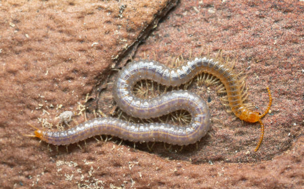 Soil centipede, Geophilus carpophagus on pine bark Closeup of a soil centipede, Geophilus carpophagus on pine bark. myriapoda stock pictures, royalty-free photos & images