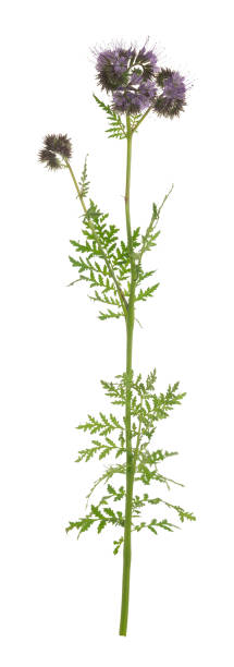 istock Blue tansy, Phacelia tanacetifolia isolated on white background 1179642059