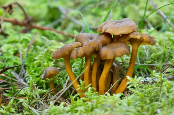 Photo of Group of funnel chantrelle, Craterellus tubaeformis growing among moss