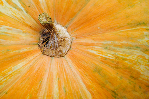 Abstract Textured Background of a Pumpkin. Orange pumpkin texture.